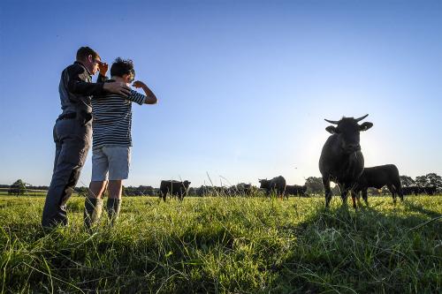Nos fermes, Miyabi Groupe l'excellence du boeuf wagyu